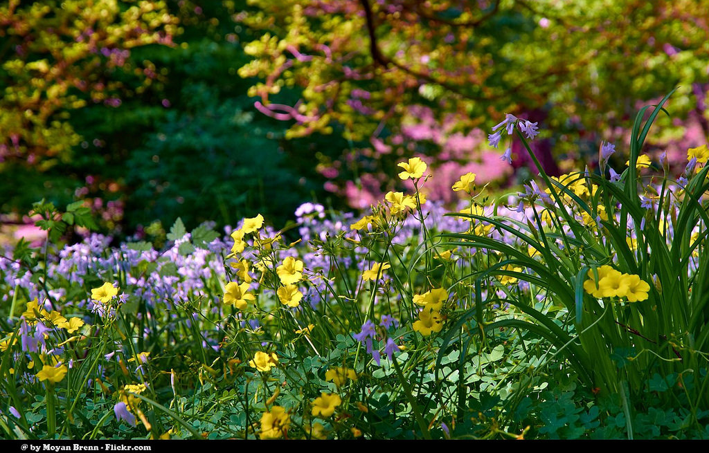 Spring Flowers 