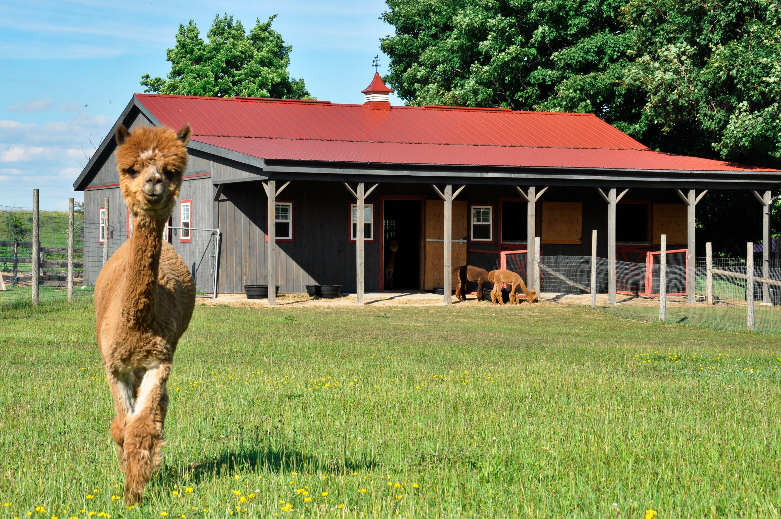 Alpaca Farm